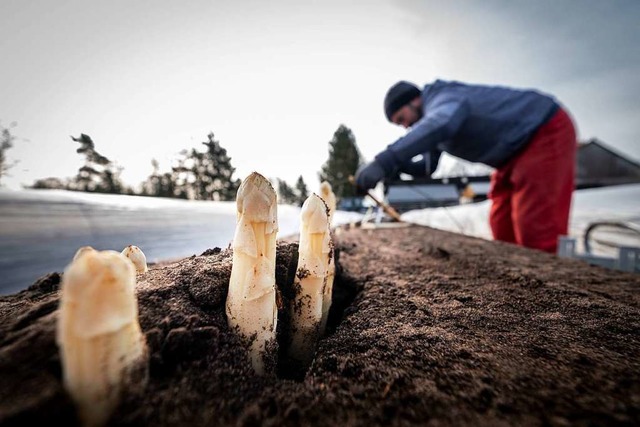 Tausende Spargelernter aus Osteuropa b...n. Wer holt stattdessen die Ernte ein?  | Foto: Peter Steffen (dpa)