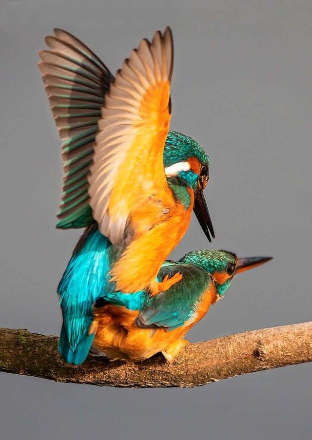 Eisvgel bei der Paarung.  | Foto: FUTTERER MATTHIAS