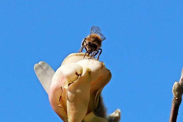 Biene besucht Blüte im Freiburger Stadtgarten