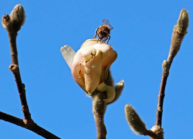 Biene auf einer Magnolienblte  | Foto: Bernd Wehrle