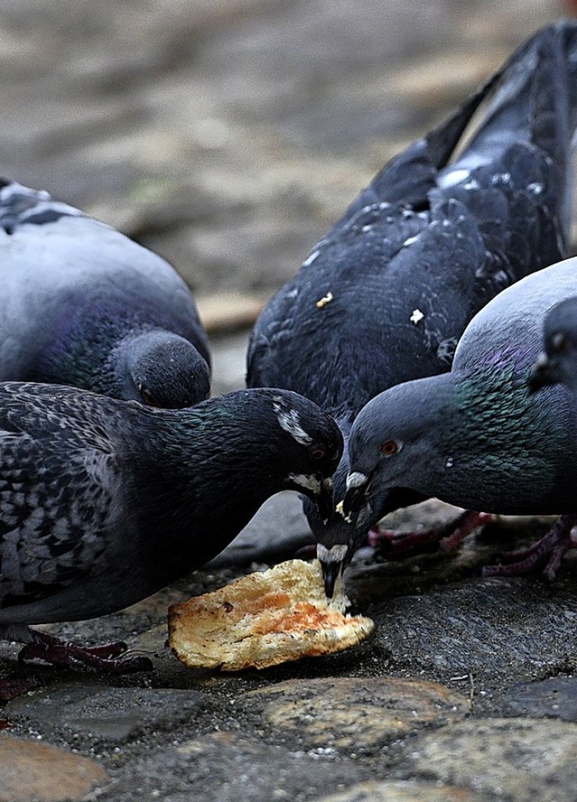 Tauben haben es derzeit nicht leicht.  | Foto: Thomas Kunz