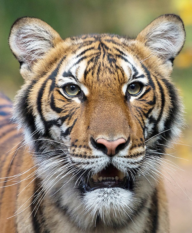 Infiziert: Tigerdame Nadia  | Foto: JULIE LARSEN MAHER (AFP)