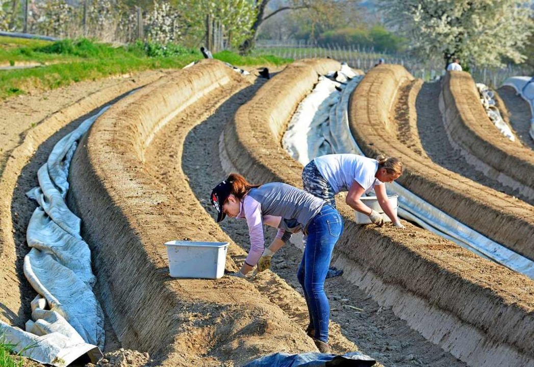 Auf den Spargelfeldern am Tuniberg hat die Ernte  begonnen.  | Foto: Michael Bamberger