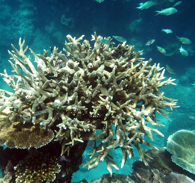 Gebleichte Koralle vor Australien  | Foto: Daniel Naupold (dpa)