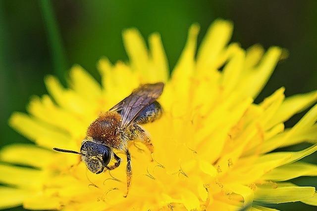 Die Harten im Garten