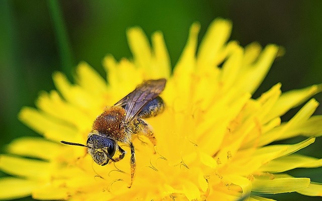 Im Garten wird der Lwenzahn oft als U...i hat er zweifellos seine Qualitten.   | Foto: Arno Burgi