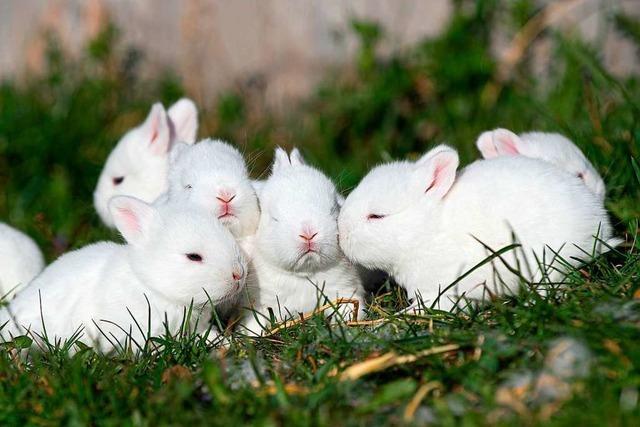 Tierische Freude zum Osterfest