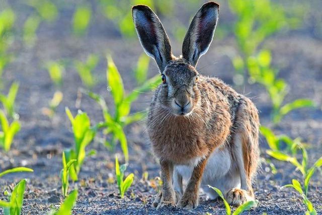 Hase und Kaninchen, was unterscheidet euch eigentlich?