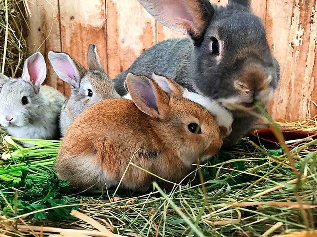 Ein Kaninchen mit seinen Jungen sitzt in einem Stall.  | Foto:  (dpa)