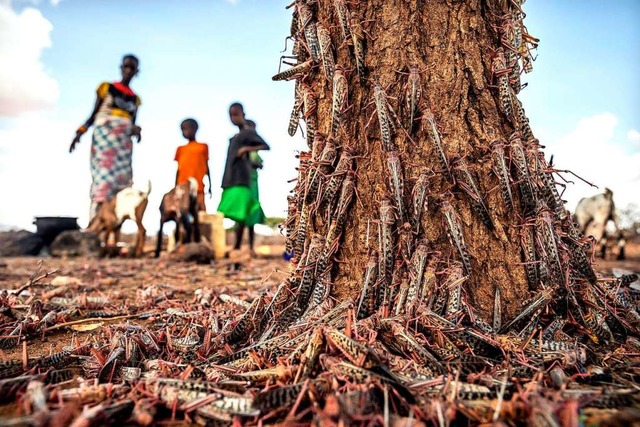 Die Heuschreckenplage in Kenia gert auer Kontrolle.  | Foto: Sven Torfinn (dpa)