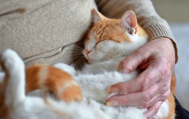 bertragungen von Menschen auf Katzen sind mglich.  | Foto: Angelika Warmuth (dpa)