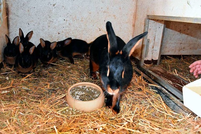 Nur einen Hauch von Ostern gibt es in ...hr bei den Wyhlener Kleintierzchtern.  | Foto: Heinz und Monika Vollmar