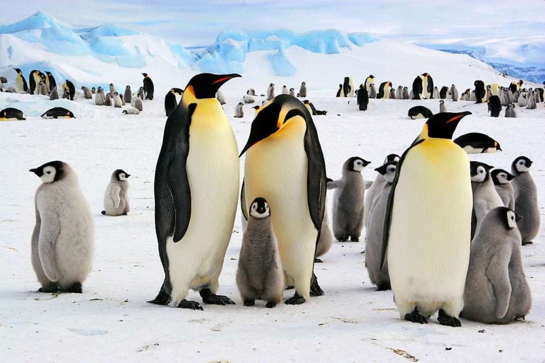 Kaiserpinguine in der Antarktis  | Foto: wfwf