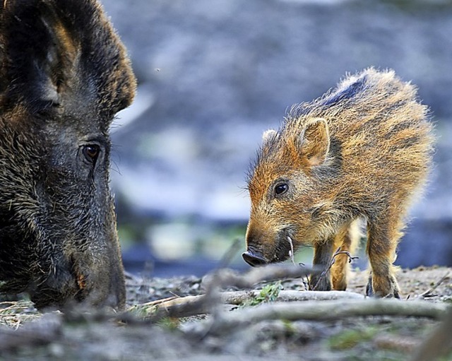 Bache und Frischling: Um die Tiere bei...n Wald und Feld auf den Wegen bleiben.  | Foto: Felix Kstle (dpa)