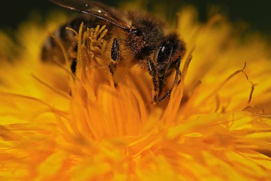 Die 14-Jährige Lilly Müller kann ihren Hobby - der Makrofotografie - im Garten nachgehen. „Die Bienen scheinen nichts von der Corona-Krise zu merken und genießen die Sonne und den Löwenzahn“, schreibt sie in der Mail zu ihrem Foto. (Foto: Lilly Müller) Die 14-Jährige Lilly Müller kann ihren Hobby - der Makrofotografie - im Garten nachgehen. „Die Bienen scheinen nichts von der Corona-Krise zu merken und genießen die Sonne und den Löwenzahn“, schreibt sie in der Mail zu ihrem Foto. (Foto: Lilly Müller)