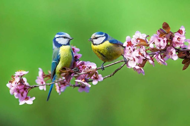 Blaumeisen gehren zu den farbenprchtigsten Singvgeln in unseren Grten.  | Foto: Ivan Godal  (stock.adobe.com)