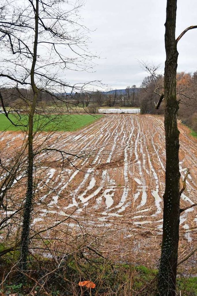 Nahe der B 3 mchte  die Gemeinde Gund...Freiburg ein Gewerbegebiet entwickeln.  | Foto: Sebastian Krger