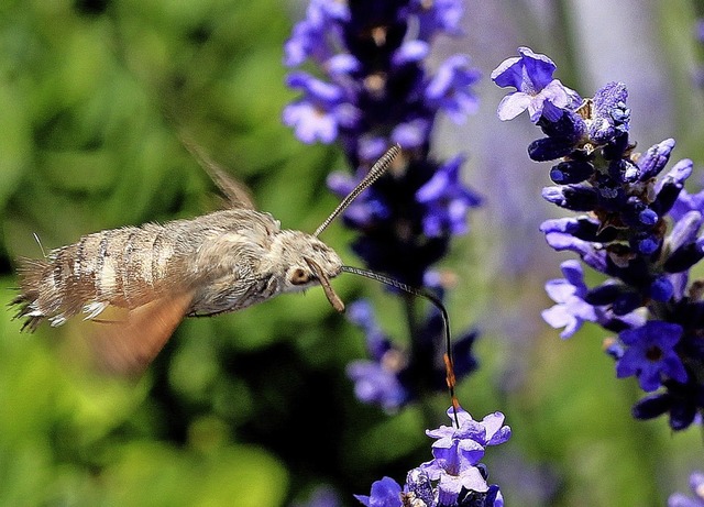 Lavendel ist in einem Garten nicht nur...ondern wird auch von Insekten gemocht.  | Foto: Monika Danner