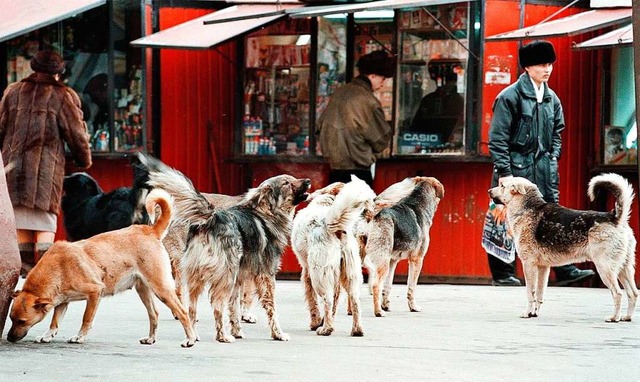 Hundeleben auf der Strae  | Foto: Vladimir_Mashatin