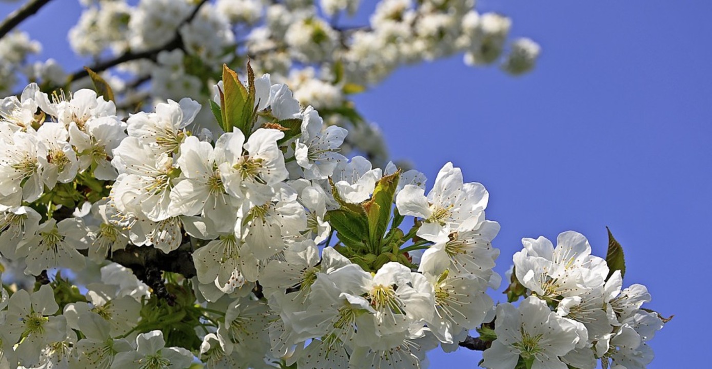 Die Kirschblüte im Eggenertal gehört z...hepunkten im Jahresverlauf der Region.  | Foto: Jutta Schütz