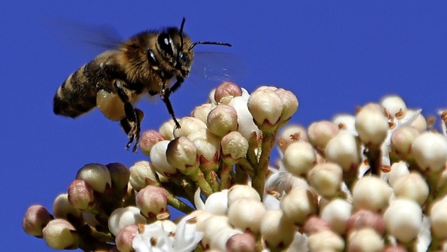   | Foto: Harald Kurz