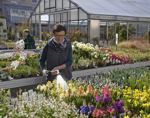 Eine Mitarbeiterin bei Blumen Kaiser wssert Frhlingsblumen.  | Foto: Horatio Gollin