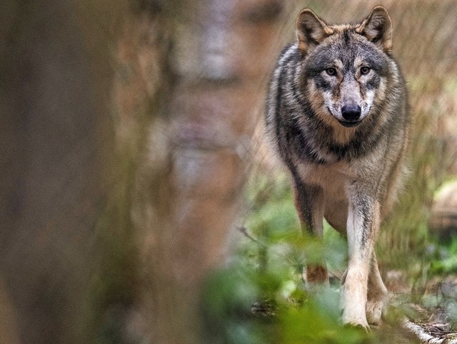Ein Wolf zieht umher (Symbolfoto)   | Foto: Boris Roessler (dpa)