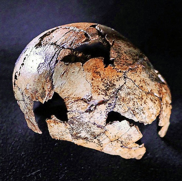 Der  Schdel von der Grabungssttte Dr...mo erectus, der bisher gefunden wurde.  | Foto: Therese van Wyk/ University of Johannesburg