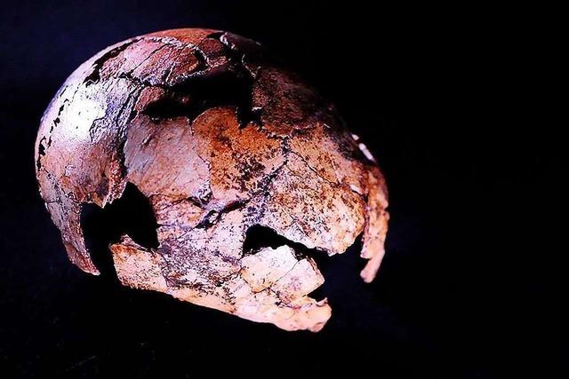 Forscher bergen zwei Millionen Jahre alte Relikte des Homo erectus