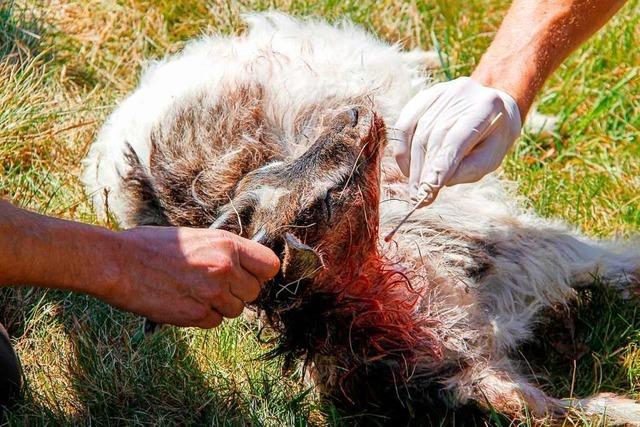 Verdacht auf Wolfsriss nach Fund zweier toter Ziegen in Münstertal