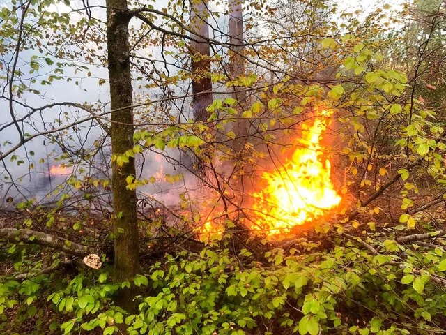 In Hauingen brannte der Wald.  | Foto: Feuerwehr Lrrach
