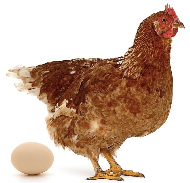 Wohl dem, der eigene Hhner und damit auch Eier hat.   | Foto: colourbox