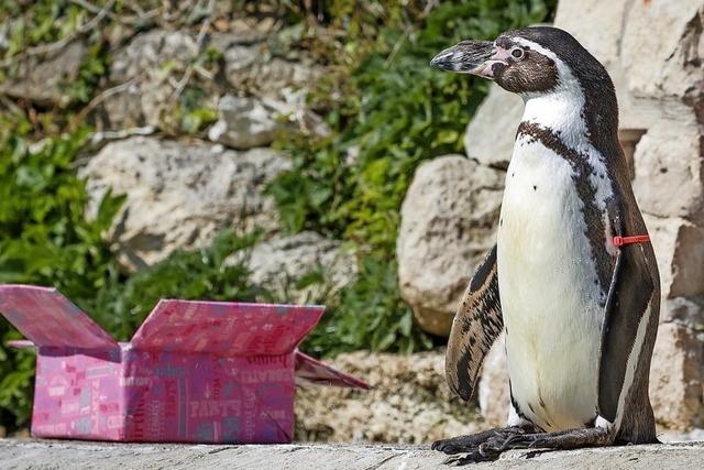 Pinguin-Lady Rosie feiert 30. Geburtstag