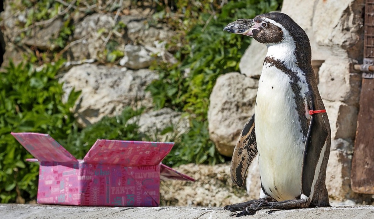 Pinguin Lady Rosie Feiert 30 Geburtstag Panorama Badische Zeitung