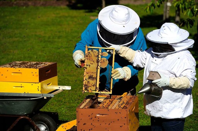 Mit Rauch und Schutzkleidung geht es an den Bienenstock.  | Foto: Bettina Schaller