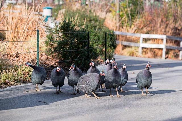 Wer kann, nutzt im Zoo Basel nun auch ...ge, zum Beispiel diese Helmperlhhner.  | Foto: Zoo Basel (Torben Weber)