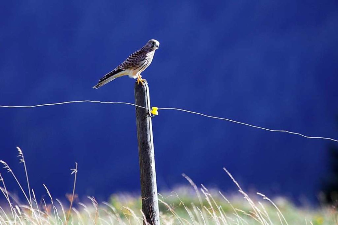 Auszeit in der Natur.  | Foto: Anand Aliprandi