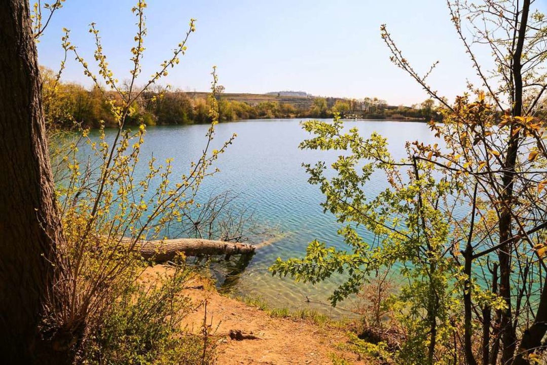 Angesgte Bume sind in den Apostelsee...als Laichplatz und Rckzugsort dienen.  | Foto: Sandra Decoux-Kone
