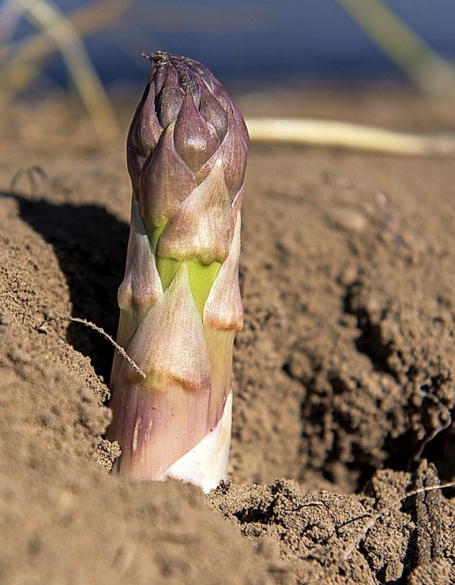 Fr die Spargelernte in der Region sind  zahlreiche Helfer ntig.  | Foto: Daniel Bockwoldt (dpa)