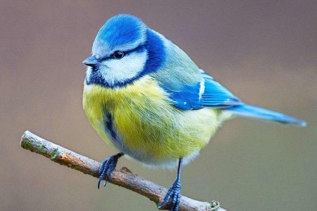 Ein Bakterium ist Schuld am Blaumeisensterben