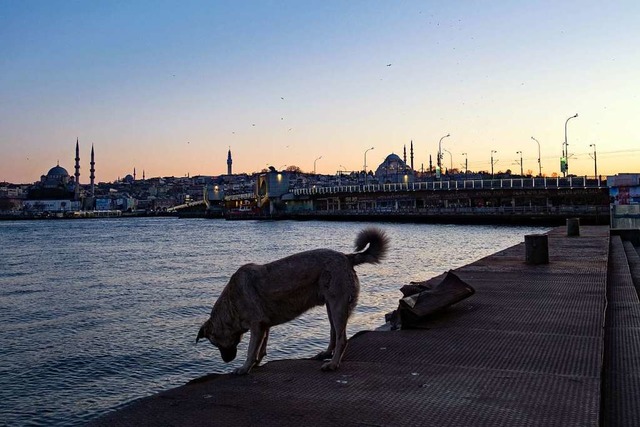 In vielen Lndern werden Hunde auf der Strae ausgesetzt.  | Foto: Yasin Akgul (dpa)