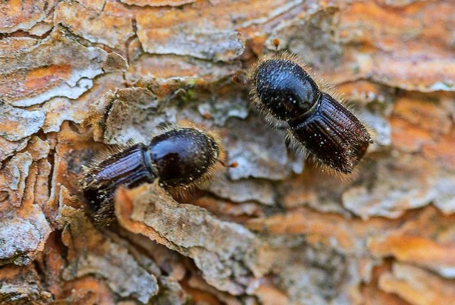 Borkenkfer fressen sich durch die Rinde und schdigen somit den Baum.  | Foto: Andreas Arnold (dpa)