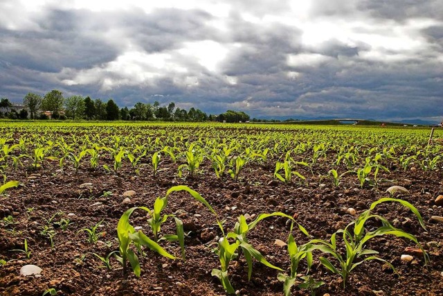 Regenwolken ber Maispflanzen am Kaise...Sdbaden fehlt der Regen (Archivbild).  | Foto: Martin Wendel