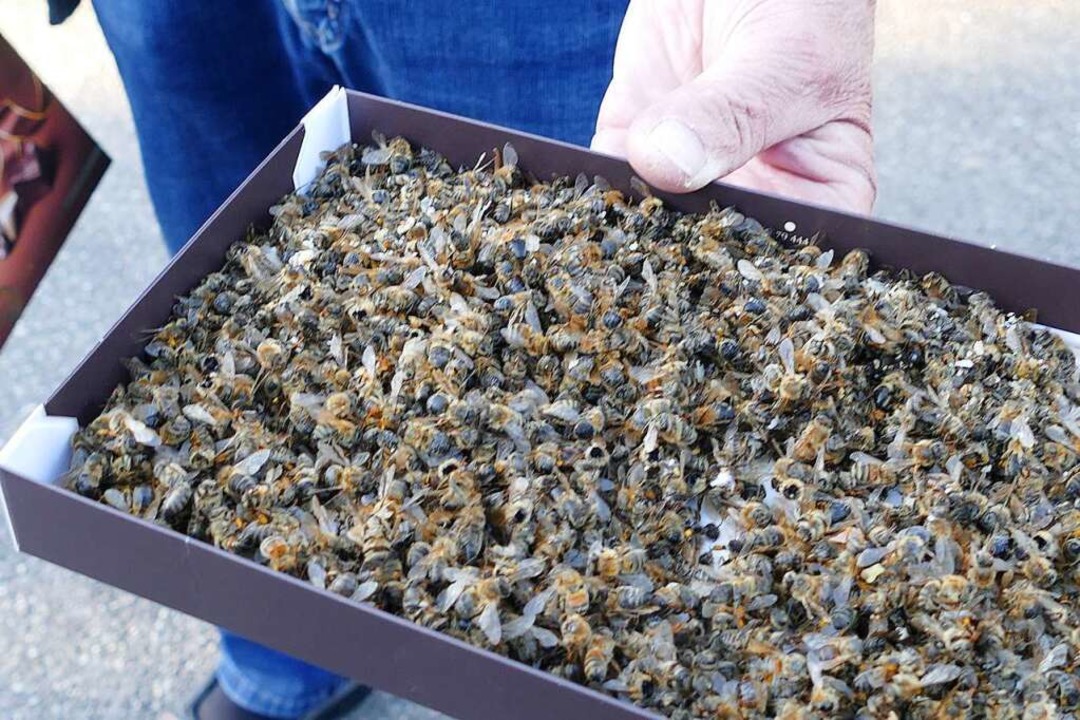 Viele Kisten fllten sich mit toten Bienen.  | Foto: Victoria Langelott