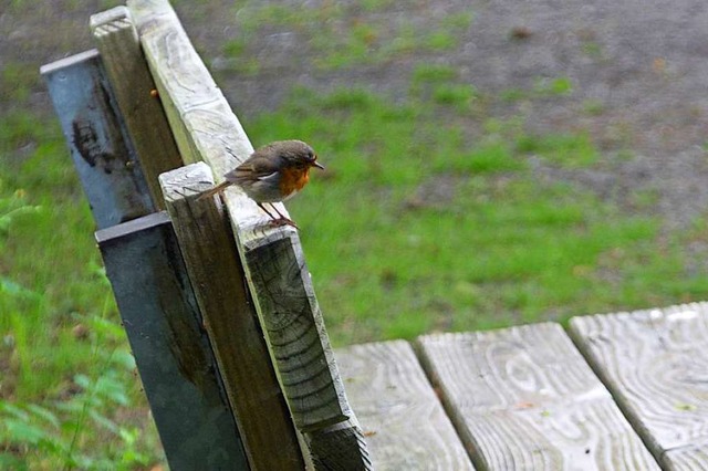 Dieses Rotkehlchen macht Pause auf ein... Arbeiten an einem Artenschutzkonzept.  | Foto: Danielle Hirschberger