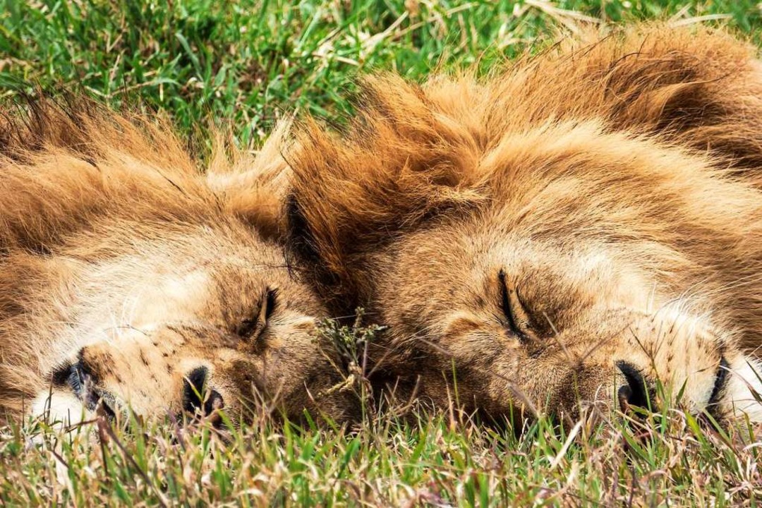 Wildtiere Im Wohnzimmer Afrika Urlaub In Zeiten Von Corona Panorama Badische Zeitung