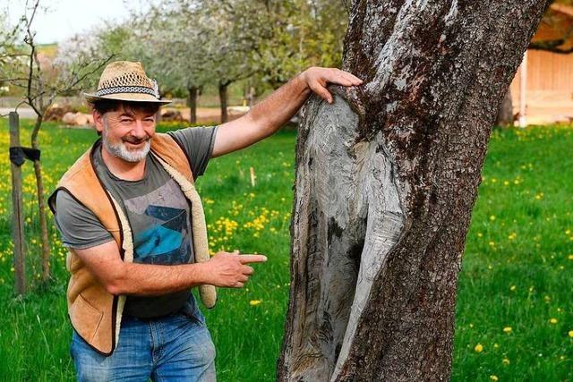 Obstbaumblte und Bienenflug im Schwarzwald Fotos 2020