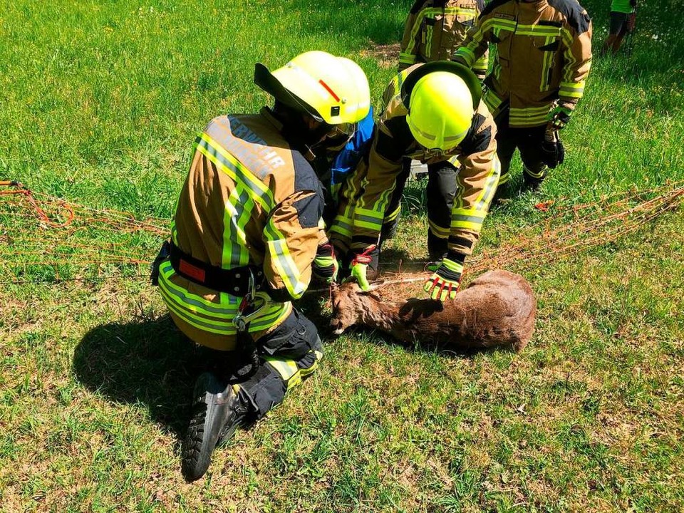 Die Emmendinger Feuerwehr hat Erfahrung in Sachen Tierrettung.  | Foto: Feuerwehr Emmendingen