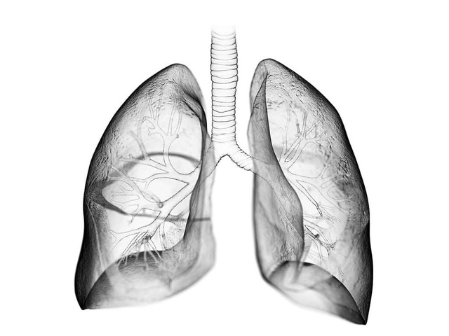 Die Lunge fllt sich bei Covid-19 mit Flssigkeit.  | Foto: SciePro  (stock.adobe.com)