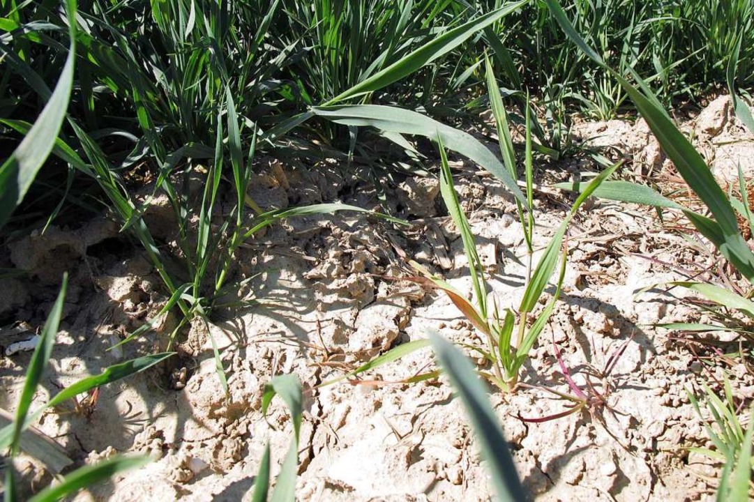 Landwirte machen sich Sorgen: Der Boden wird zu Beton - Kreis Lörrach